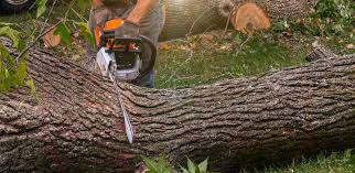 Best Tree and Shrub Care  in Conning Towers Nautilus Park, CT